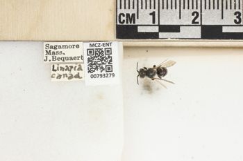 Media type: image;   Entomology 793279 Aspect: Labels